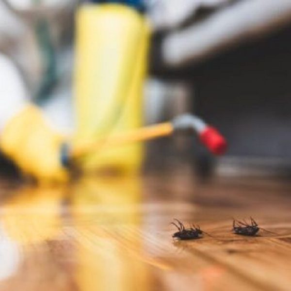 شركة مكافحة حشرات